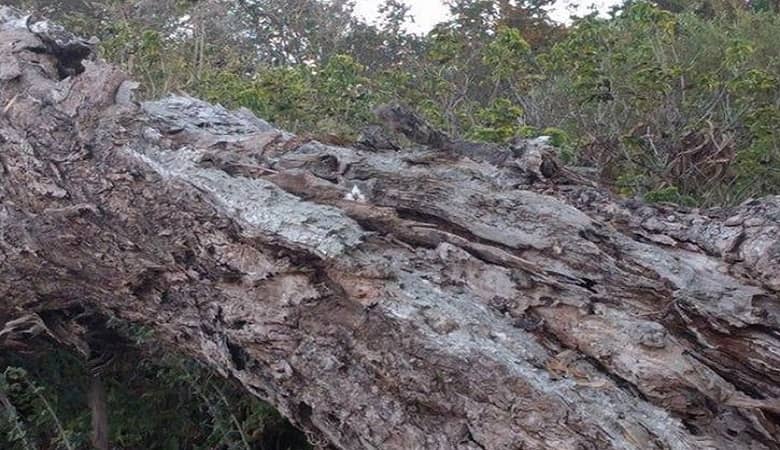 تست جالبی که فقط افراد تیزبین می توانند تشخیص دهند