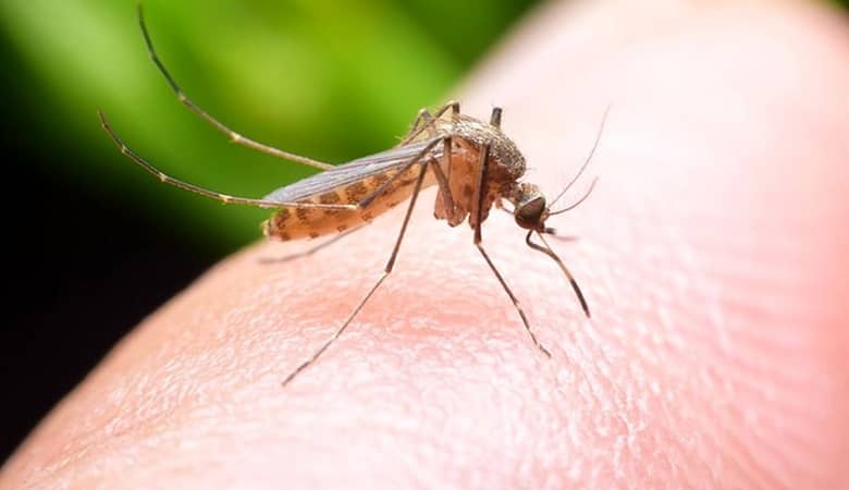 کشف جالب درباره سازوکار پشه ها/ چه افرادی مورد هدف قرار می گیرند؟