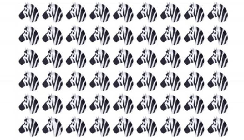 تست بینایی/ با پیدا کردن گورخر متفاوت میزان تیزبینی خود را بسنجید