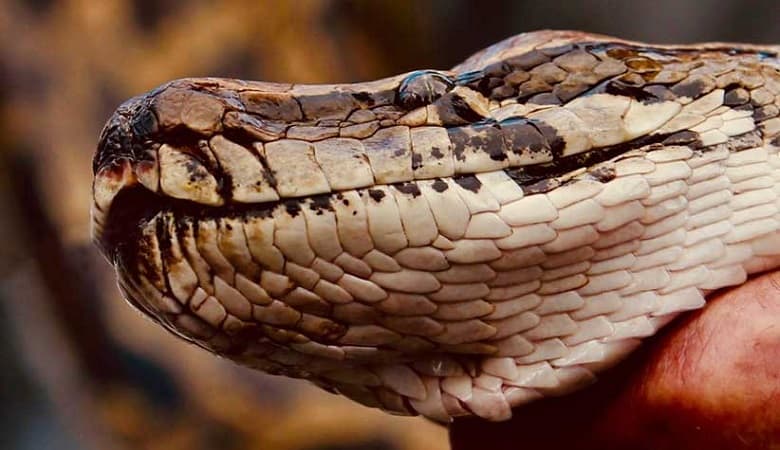 ویدئو/ چگونه یک مار پیتون ۷ متری با استفاده از یک مرغ شکار شد!