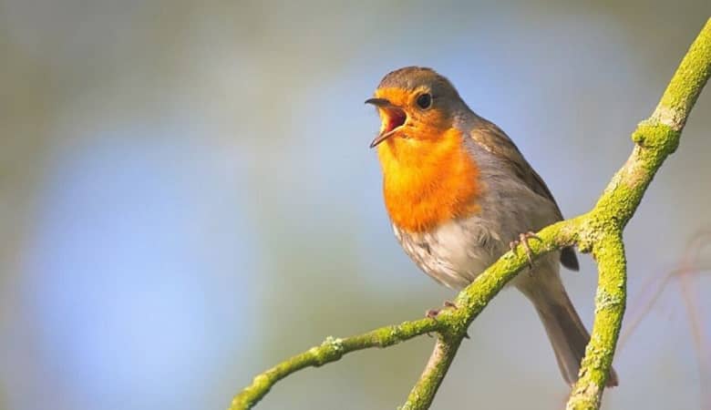 اثرات گوش دادن به آواز پرندگان حیرت زده تان می کند!