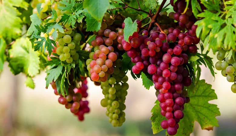 حقایقی درباره میوه “انگور” که متعجبتان می کند!