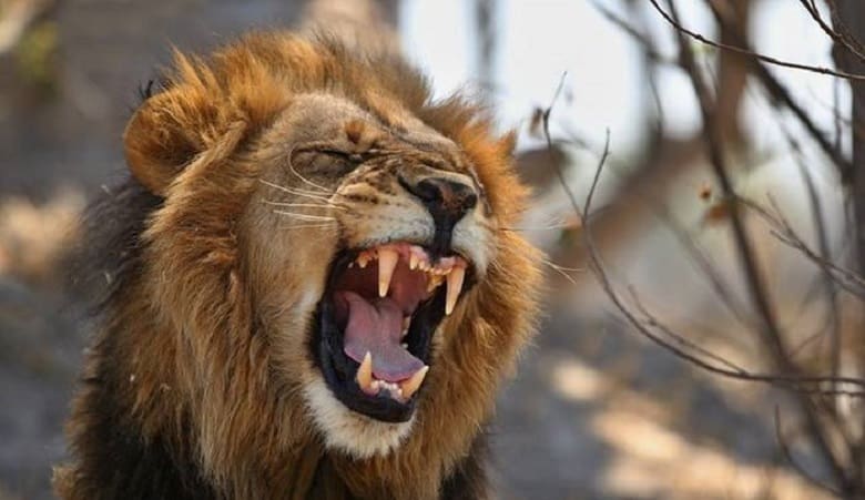 ویدئو/ شیر بیهوشی که ناگهان به هوش آمد و به جنگل‌بانان حمله‌ور شد!