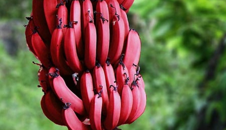 ویدئو/ پازل مینی گیم همستر کمبات امروز 14 مرداد یکشنبه شب / کلید هجدهم