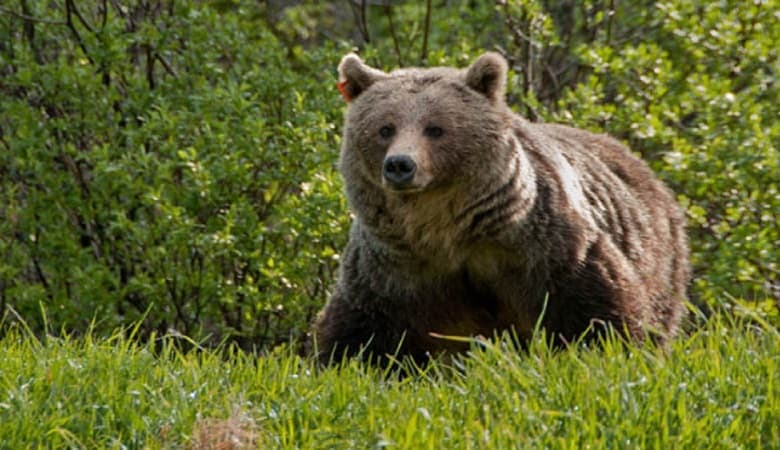 ویدئو/ ترسیدن خرس غول پیکر از یک گربه!