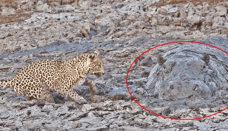 ویدئو/ ترس پلنگ از دیدن اسب آبی مخفی شده در باتلاق