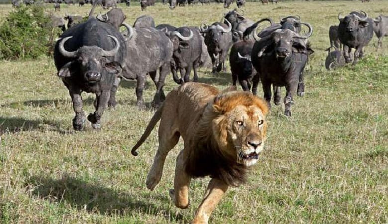 ویدئو/ فرار شیر از دسته گاومیشها و بالا رفتن از درخت