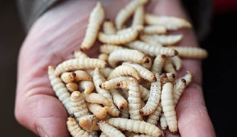 این حشره منزجرکننده جایگزین آنتی بیوتیک شد!