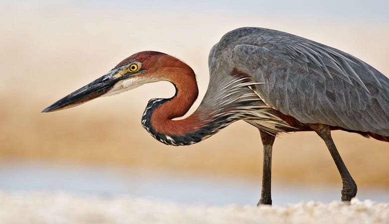 ویدئو/ مرغ ماهی خوار بزرگ جثه و شکار حیرتانگیز یک مار آبی!