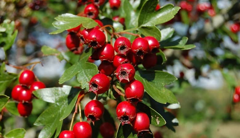 با این میوه معجزه آسا عفونت ریه را ضربه فنی کنید