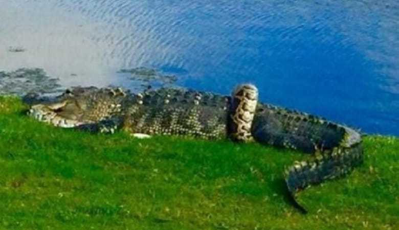 ویدئو/ جدال سهمگین مار پیتون با کروکودیل