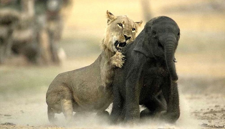 ویدئو/ صحنه دلخراش حمله دو شیر به بچه فیل بیدفاع و کشتن او