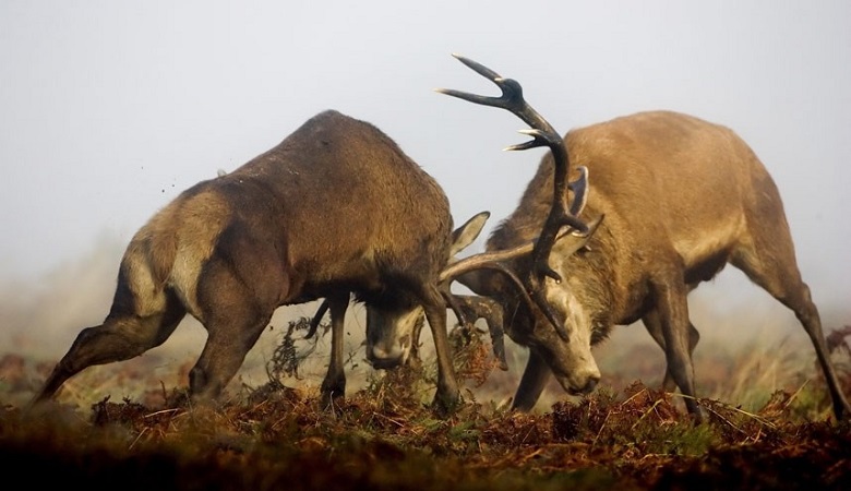 ویدئو/ مرگ دلخراش دو گوزن پس از گیر کردن شاخهایشان در هم