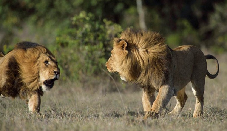 ویدئو/ شیر ناشی توسط شیرهای باتجربه تکه پاره شد!