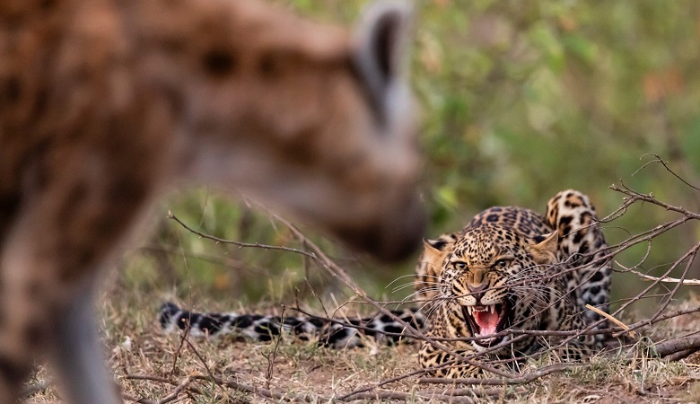 ویدئو/ تلاش کفتار برای نبرد با پلنگ و بی‌اعتنایی او!