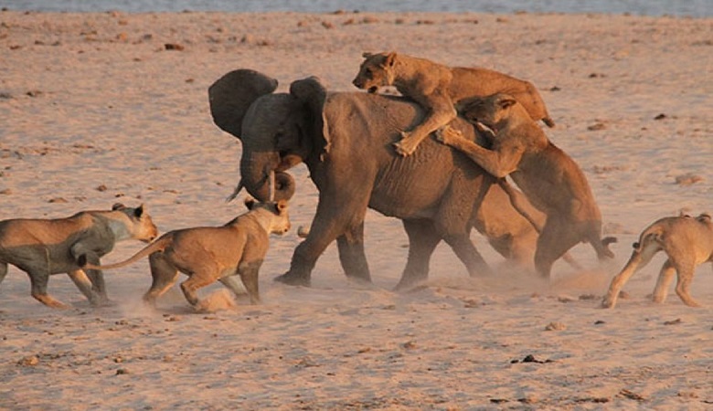 ویدئو/ وقتی ۱۰ شیر درنده هم حریف یک فیل نشدند!