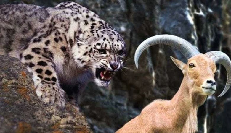 ویدئو/ حمله نابه جای بز کوهی که به قیمت جانش تمام شد