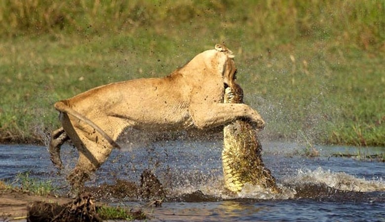 ویدئو/ سیاست تمساح برای تصاحب لاشه و واکنش جالب شیرها!