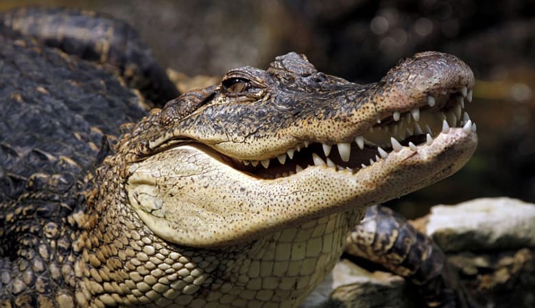 عکس/ تلاش جانکاه تمساح نگون بخت در میان یخها برای زنده ماندن!