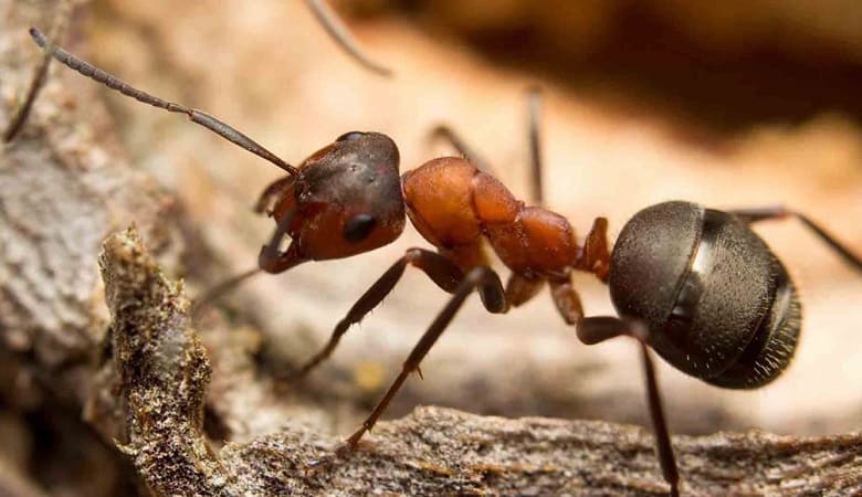 ویدئو/ مستند شاهکاری از شکار اعجابانگیز مورچه توسط جانور نادر!