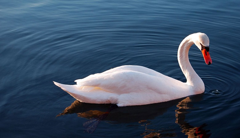 قوی سفید با حمله وحشیانه بچه اردک را کشت/ ویدئو