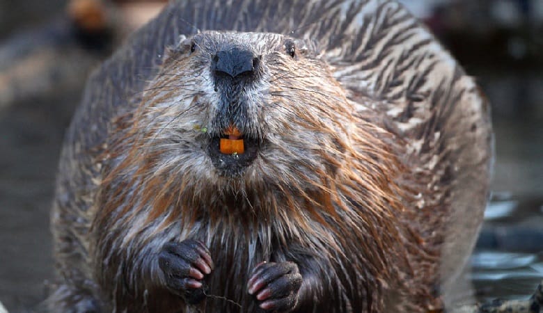 ویدئو/ سدسازی حیرتانگیز سگ آبی در بستر رودخانه!