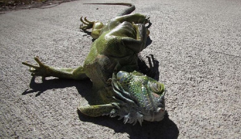 ویدئو/ این جانورهای یخ زده از روی درخت بر زمین میافتند!