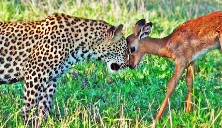 ویدئو/ پلنگ بچه آهوی بدبخت را در اختیار تولههایش گذاشت!