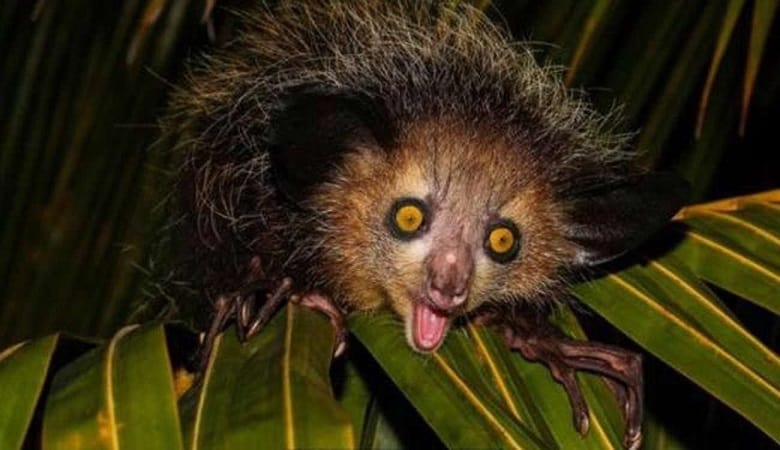 ویدئو/ حیوان کمیابی که پیامآور مرگ است!