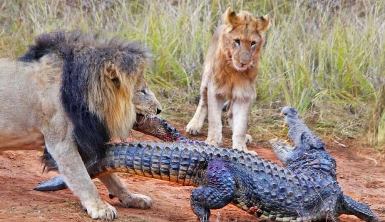 ویدئو/ شیرها پس از گرفتار کردن تمساح بی‌خیال شکارش شدند!