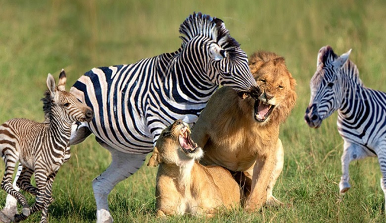 روش جالب گورخر برای فرار از چنگال شیر گرسنه/ ویدئو