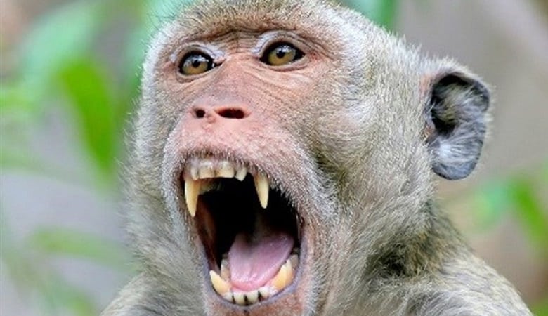 ویدئو/ تلاش موفق اما تلخ میمون برای نجات فرزندش از دهان سوسمار