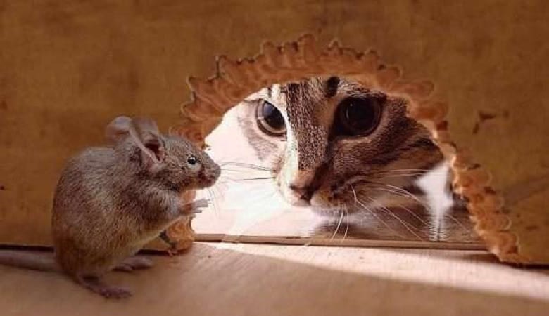 ویدئو/ وقتی موش از ترس گربه خود را به موش مردگی میزند!