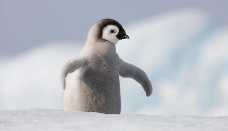 عکس/ پنگوئنها در برابر آینه چه واکنشی نشان میدهند!