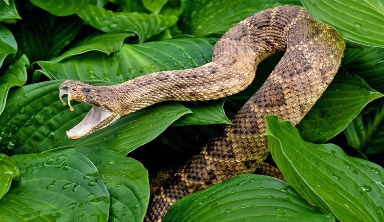 ویدئویی ترسناک از بازی یک کودک نوپا با دو مار زنده/ فیلم