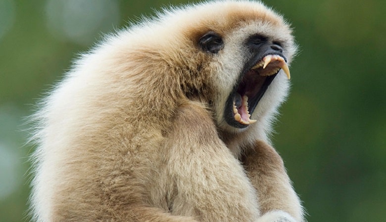 ویدئو/ عصبانیت جوجه تیغی از دست اذیت کردنهای میمون!