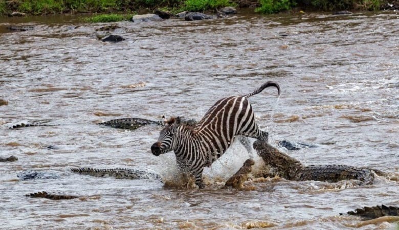 ویدئو/ فرار گورخر زبر و زرنگ از آروارههای قوی تمساح ها!