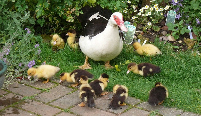 ویدئو/ تلاش مادرانه و بینظیر اردک برای حفظ جوجههایش در برابر کلاغ