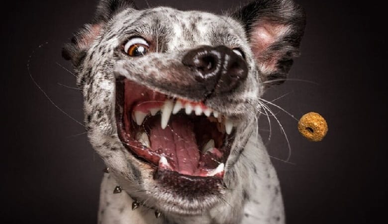 تصاویر/ ژستهای خندهدار سگها با دیدن غذای مورد علاقه شان!