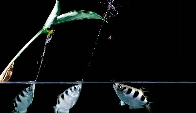 ویدئو/ یک ماهی عجیب که با تیراندازی شکار میکند!