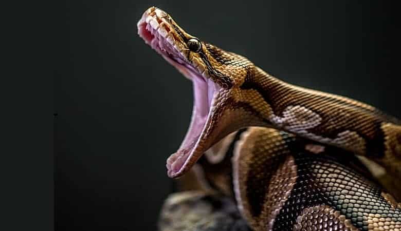 ویدئو/ مار پیتون با دیدن شیر طعمهاش را بیخیال شد و فرار کرد!