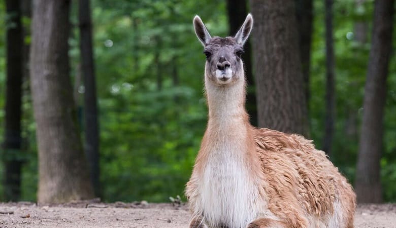 ویدئو/ شیرها حریف این حیوان نمیشوند!