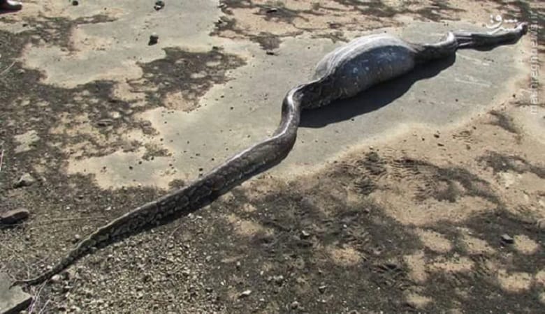 تصاویر/ خودکشی مار پیتون با خوردن خارپشت!