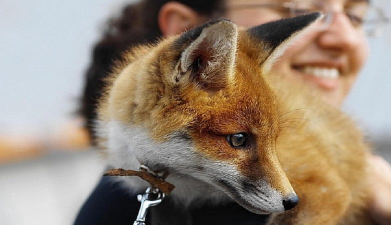 ویدئو/ حسادت شدید گربه از محبت به یک روباه گرسنه!