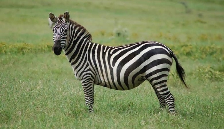 ویدئو/ تاوان سنگین گورخر بیحواس و سر به هوا