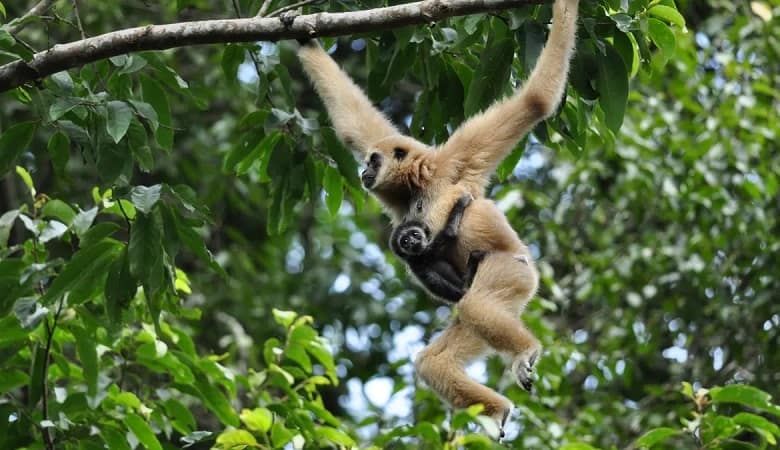 میمون ماده تنها در باغ وحش چگونه باردار شد؟