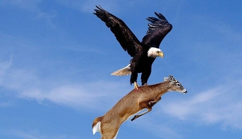 ویدئو/ پیروزی بز کوهی در جدال نفس گیر با عقاب قدرتمند