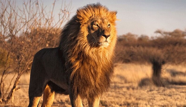 ویدئو/ شیر بینوایی که به دست یک حیوان آزار تحقیر میشود