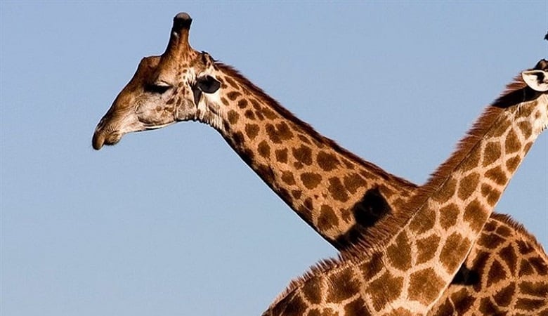 ویدئو/ زرافههایی که حریف شیر و کرگدن شدند!