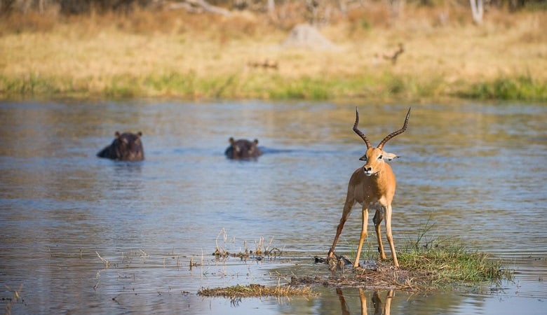 ویدئو/ آهوی تر و فرزی که از محاصره سگهای وحشی و کروکودیل فرار کرد!